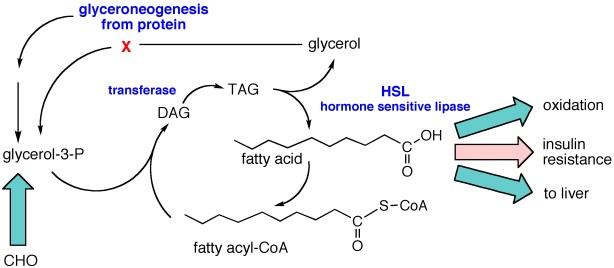TAG_Lipolysis_Oct18-simple