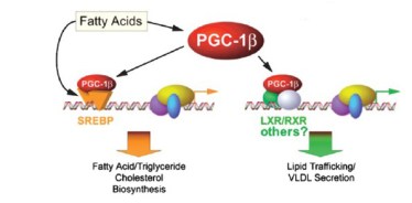 FA_Stimulation_Spiegelman2005