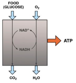 Meabolism-BlackBox-1