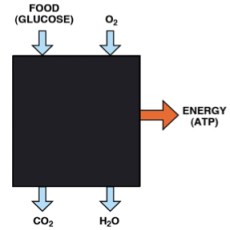 Metabolism_BlackBox-0