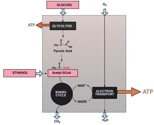 BlackBox_wETC_Ethanol