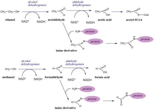 CHEM_STRUCTURES_Ethanol_Metabolism