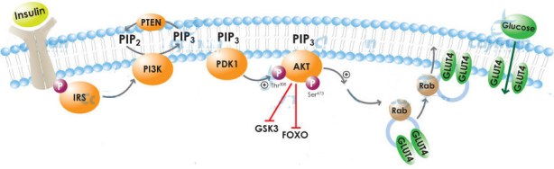 Blog-INSULIN signaling-isolate