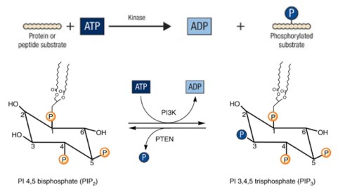 CellSign_Kinase_PI3K