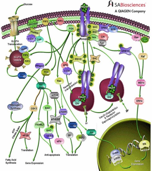 Insulin_Receptor_forBlog
