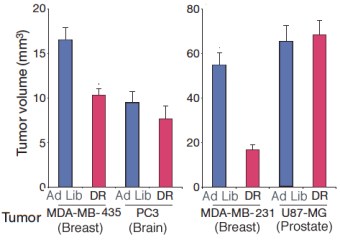 sabatini_tumor volume-noP_Aug27