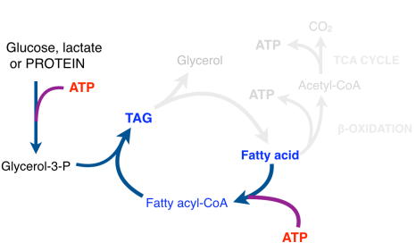 BLOG_FA-TAG_TAG_Synth